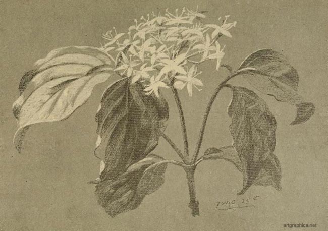 four petalled flower, the cornel