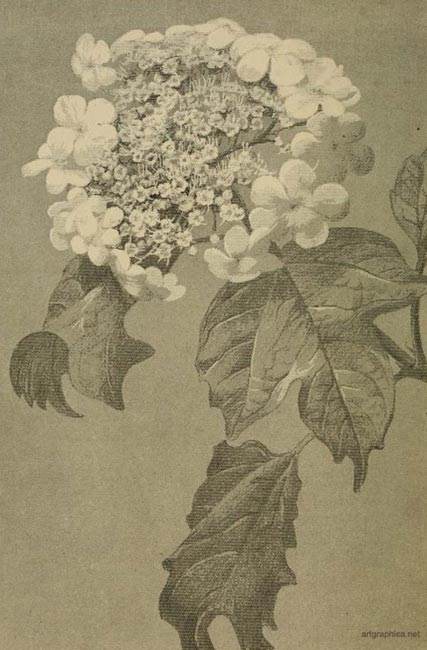 guelder rose, drawing a rose