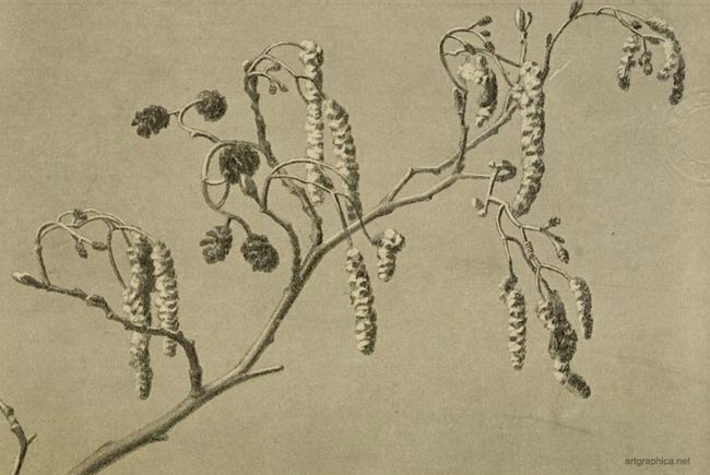 alder flower, moncecious tree