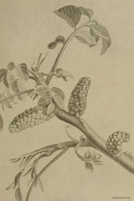 male catkins of the walnut tree
