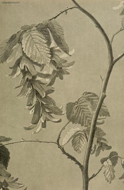 hornbeam fruit tree, drawing fruit trees