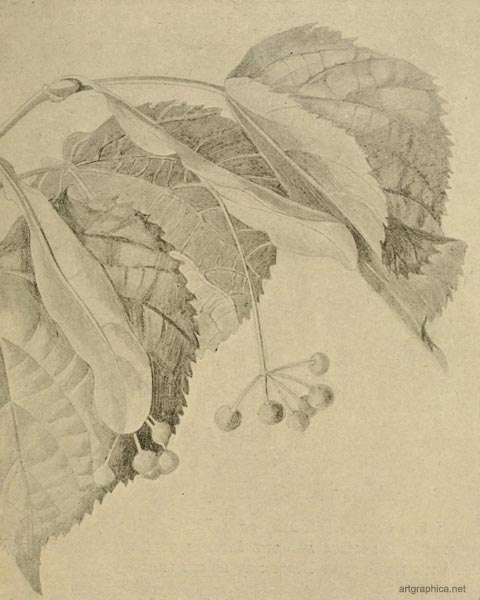 winged fruit, drawing fruit trees, how to draw a fruit tree