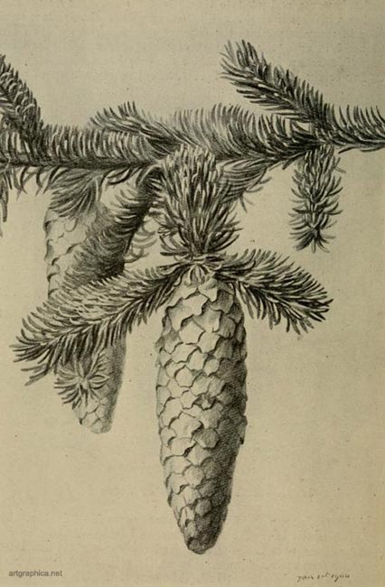 spruce fir tree