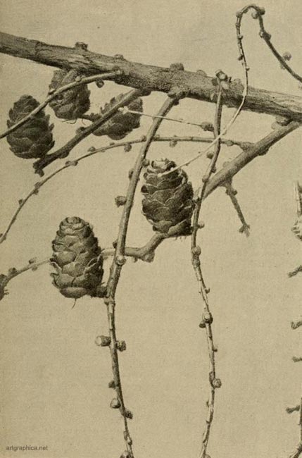 old larch cones, drawing fur cones