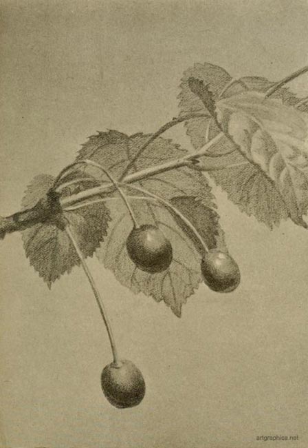 cherry tree drawing. dupe cherry tree. ILLUS. 144.