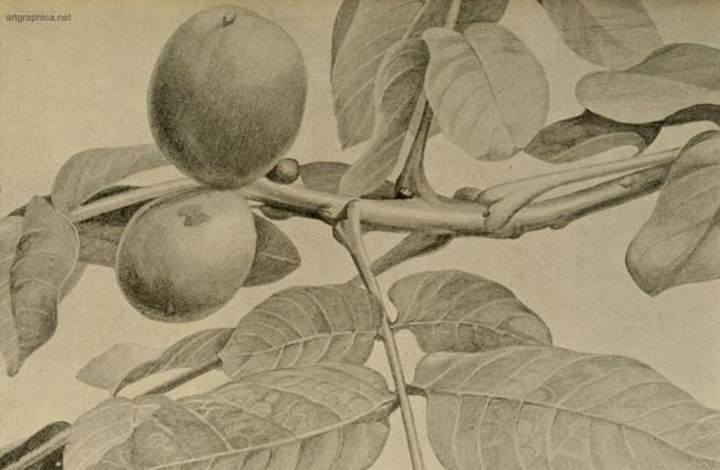 walnut tree art, drawing walnut trees