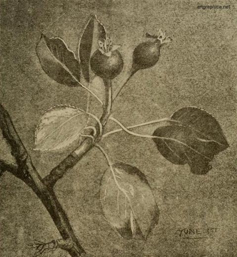 pear tree drawing, tree art