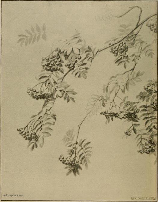 rowan tree, drawing a rowan tree