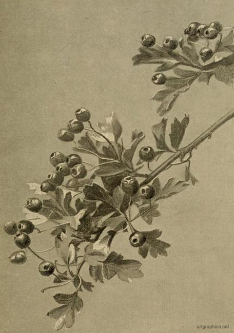 thorn tree fruits