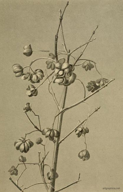 spindle tree art, spindle tree fruit