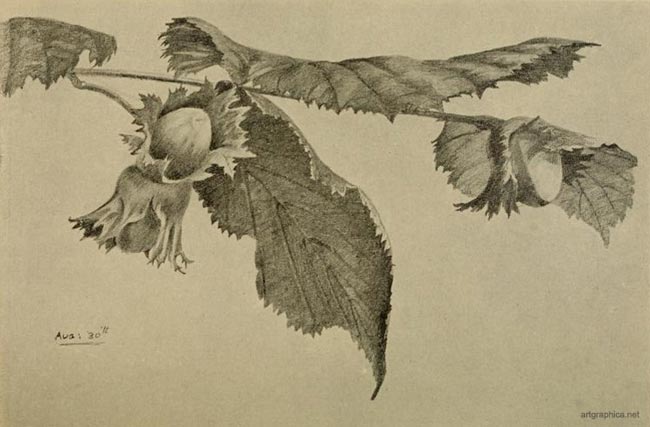 hazel nut, fruit tree, drawing a hazel tree
