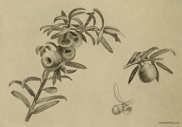 yew tree fruit, drawing a yew tree