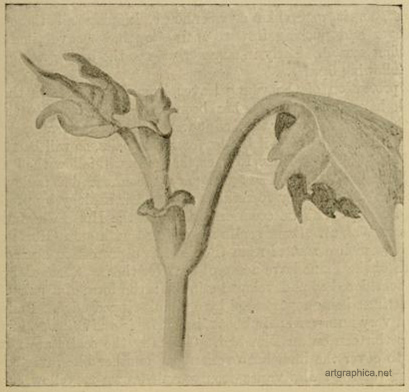 vase-shaped stipules, plane tree
