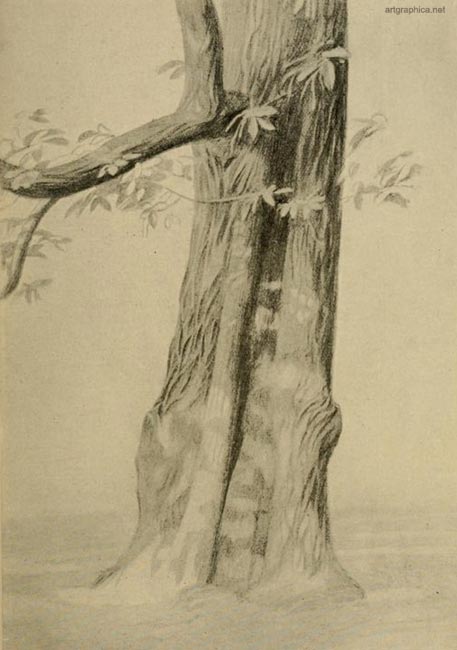 spanish chestnut tree, drawing a chestnut tree