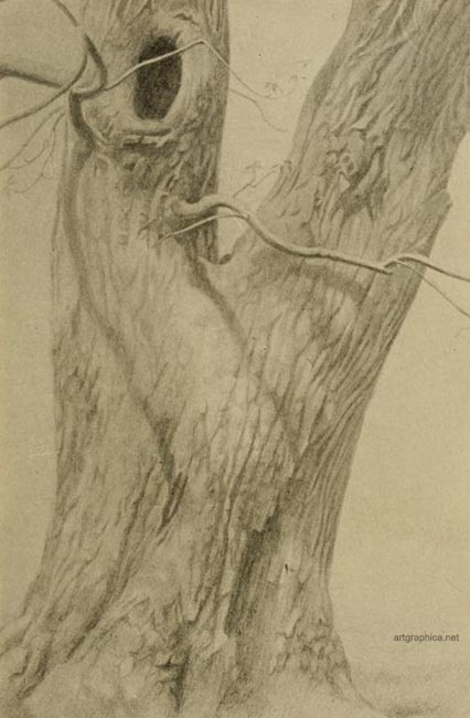 walnut tree art, drawing walnut trees