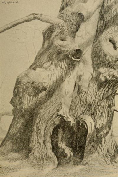 bole of an oak tree, drawing trees, free art tutorials, advanced landscapes