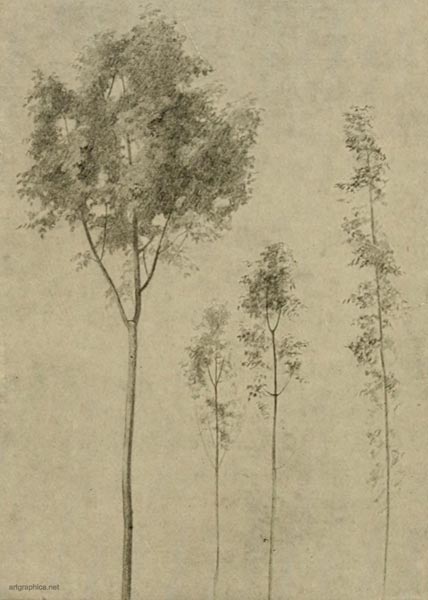 sketch of young trees