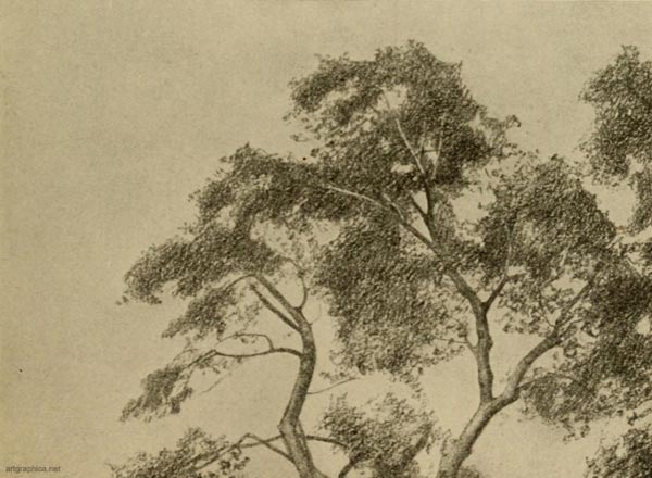 aspen tree illustration, learn to paint trees