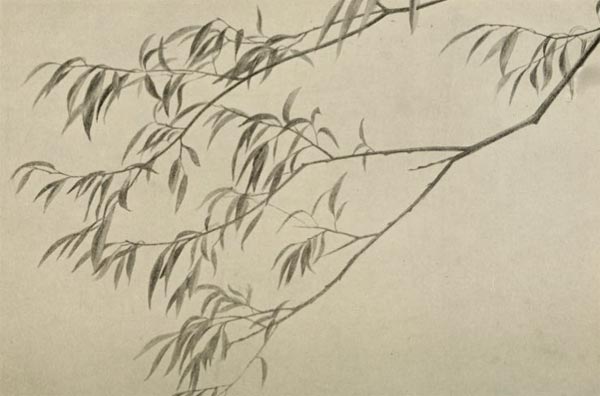 willow tree drawing, how to draw willow trees