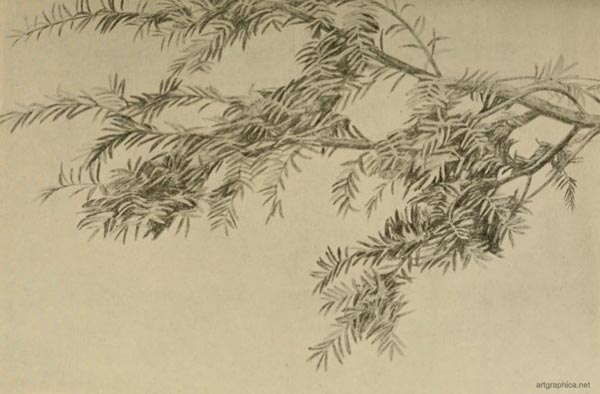 yew tree drawing, drawing and painting yew trees