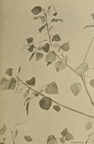 black poplar drawing, poplar tree art