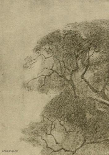 tree outlines, learn to illustrate trees