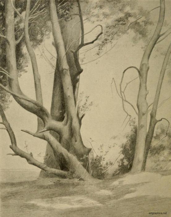 holly stems, rex vicat cole, drawing trees, tree anatomy