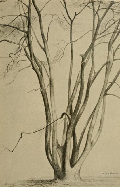 field maple, maple tree drawing