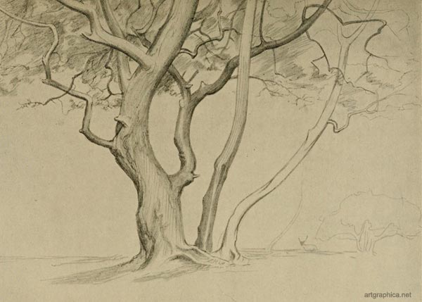 thorn stems, drawing trees, free art guide