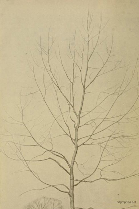 young white poplar, drawing poplar trees