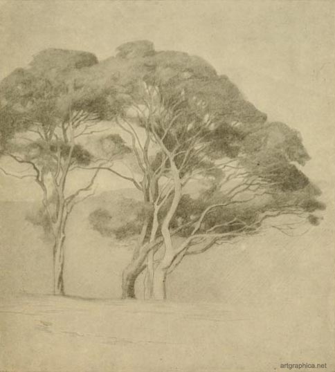 tree pencil study