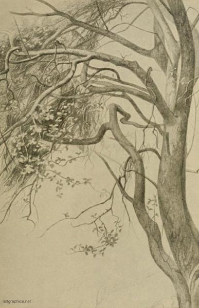 crab apple tree drawing, drawing apple trees