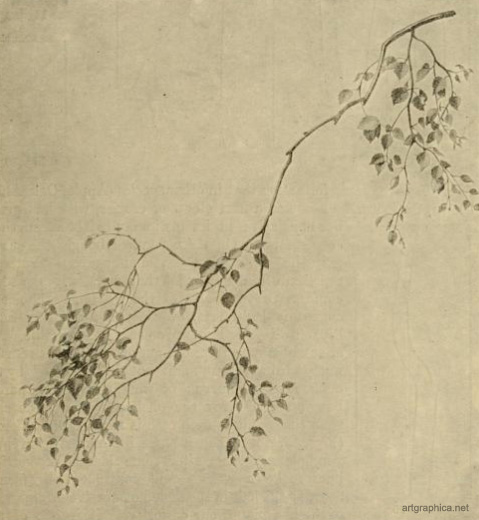 birch tree branches, drawing birch trees