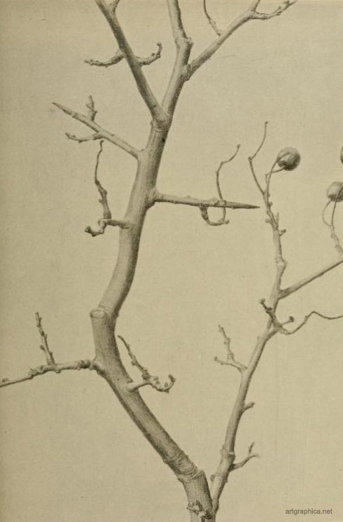 thorn tree, drawing twigs