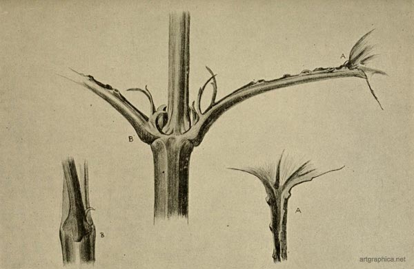 lear stalk, tree drawings