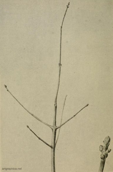 young sycamore tree, how to draw sycamore trees