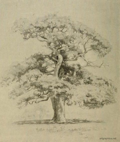 how to draw an oak tree