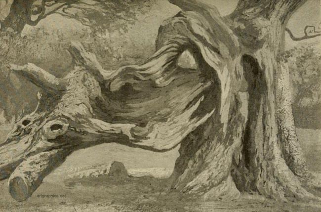 dying oak tree, drawing an oak tree