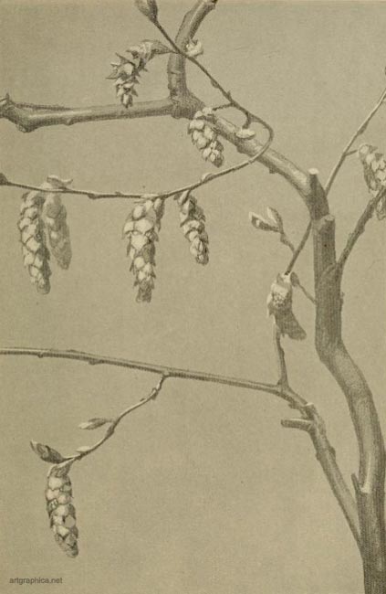 hornbeam catkins, hornbeam tree drawing, illustrating trees