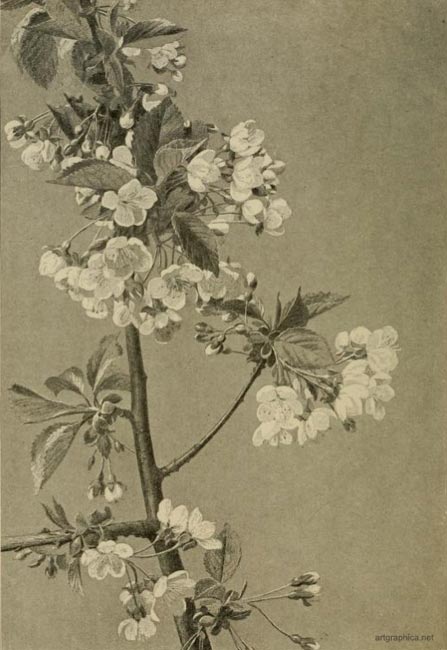 cherry tree drawing in blossom. bough of a cherry tree,