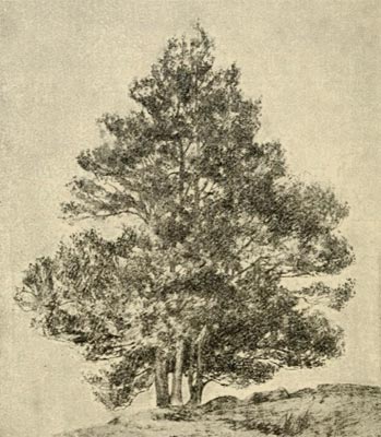 holly tree illustraiton, holly tree art, how to draw a holly tree