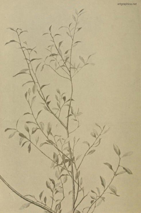 goat willow leaves, drawing goat willow