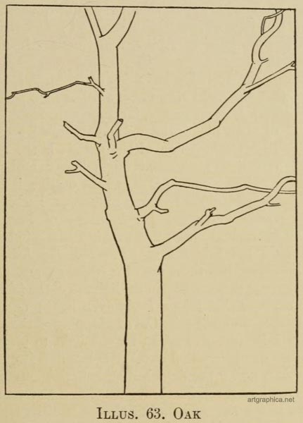 oak tree drawing, learn to draw oak trees