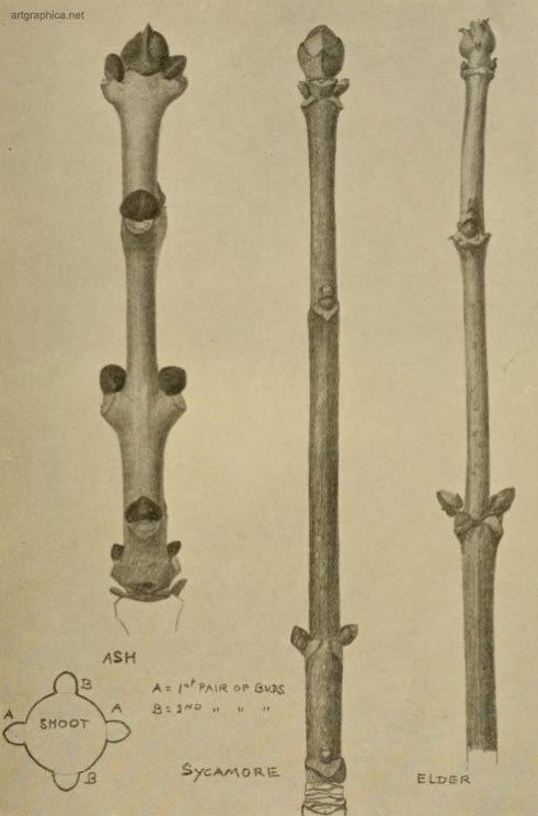 opposite buds, tree drawing, rex vicat cole, anatomy of trees