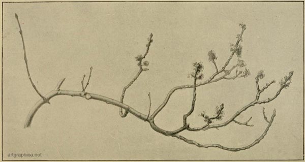 irregular branch formation, rex vicat cole, drawing trees