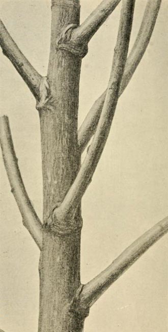 black poplar, drawing poplar trees