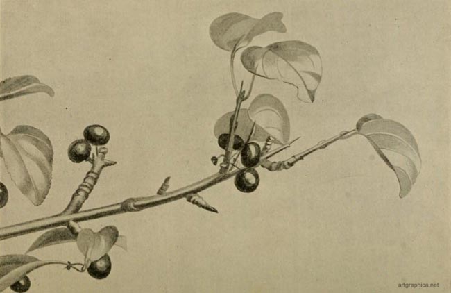 buckthorn spines, drawing buckthorn