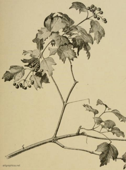 Guelder rose, drawing buds, trees, art