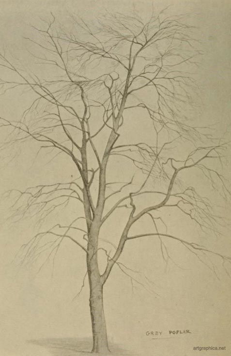 the grey poplar tree