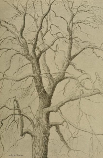 spanish chestnut tree, drawing chesnut trees